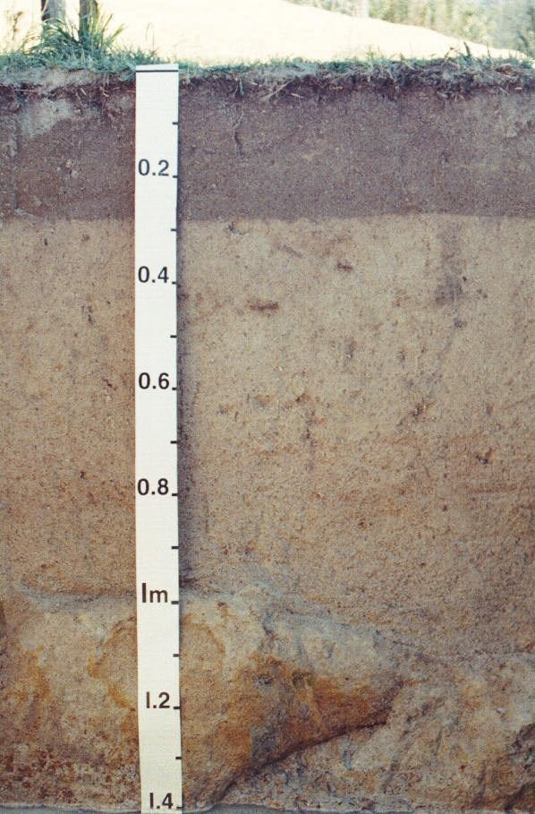 Figure showing Ap horizon