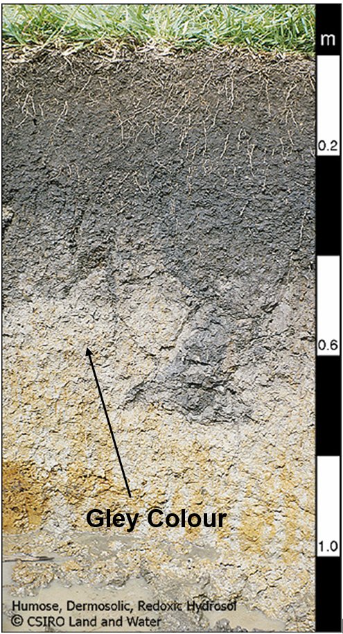 Gley colours in soil profile